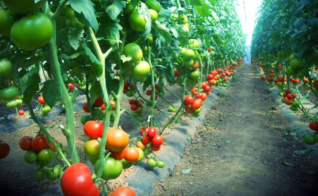 Počeo izvoz paradajza iz Jabalničkog okruga