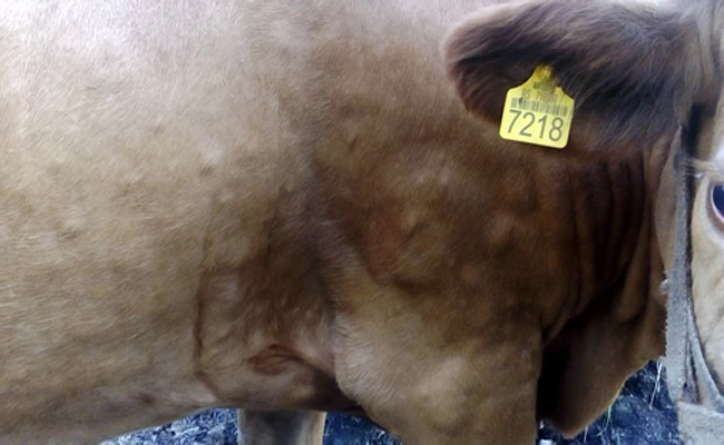 Završena vakcinacija goveda u Jablaničkom okrugu