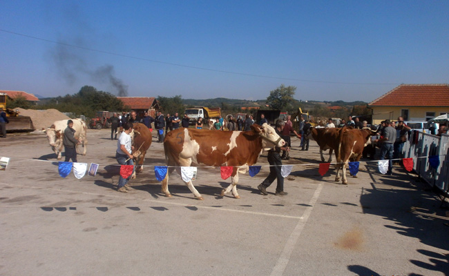 Jedanaesta izložba priplodnih krava i junica simentalske rase održana u Bojniku