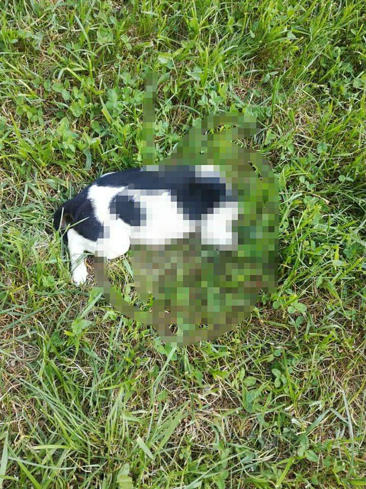 MONSTRUOZNO U dvorištu škole Vuk Karadžić pronađen zaklan pas