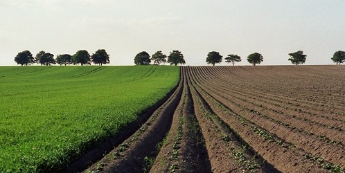 Raspisan oglas za davanje u zakup poljoprivrednog zemljišta
