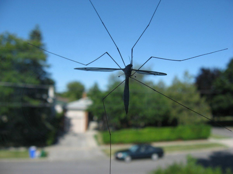 Suzbijanje larvi komaraca u svim opštinama Jablaničkog okruga
