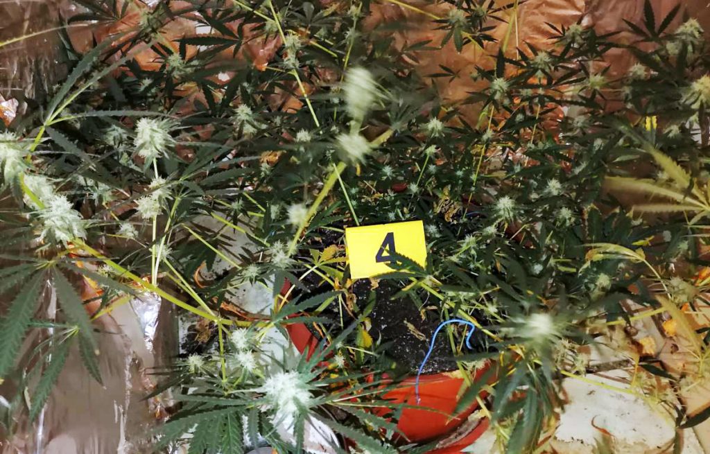 Leskovačka policija otkrila improvizovanu laboratoriju za uzgoj marihuane