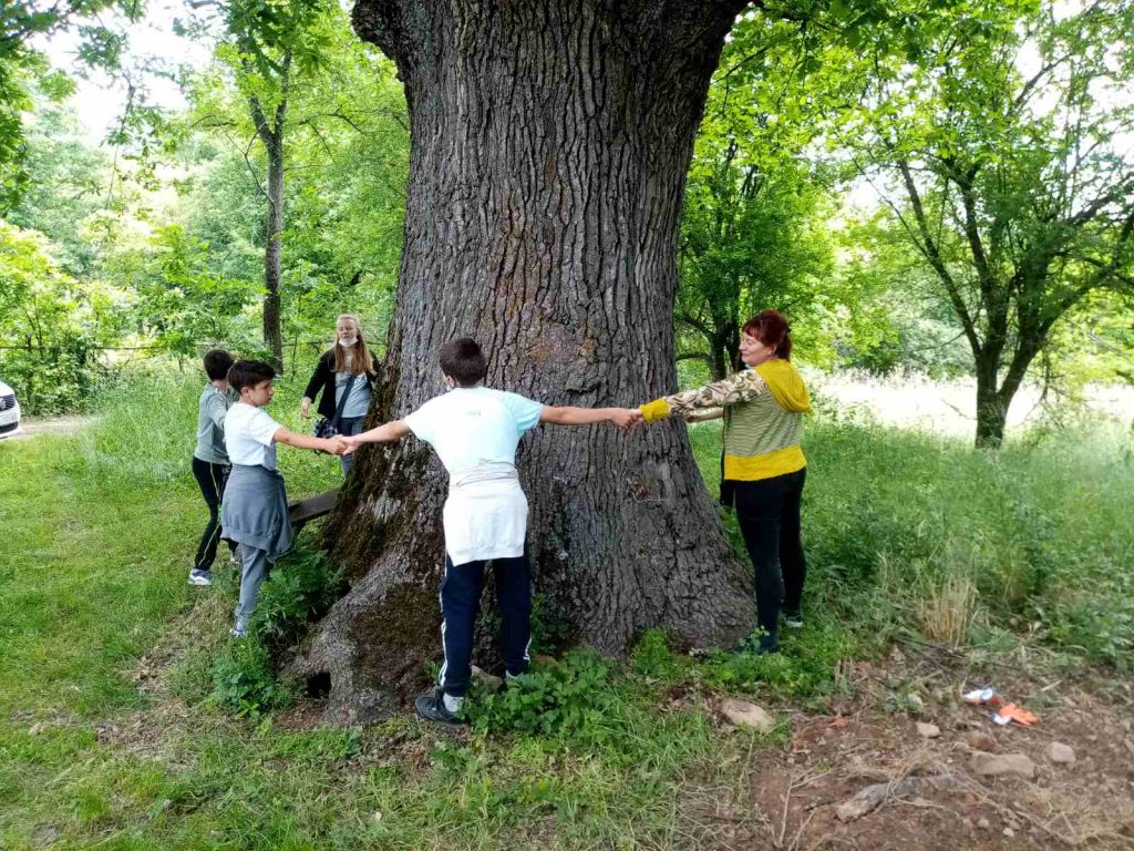 Pripreme za pošumljavanje i zaštitu starog hrasta u Vlasotincu