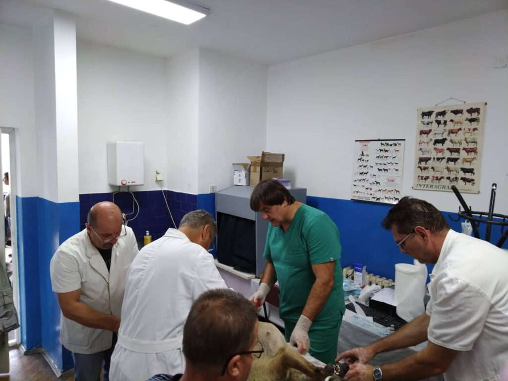 Sterilizacija pasa i mačaka od sada i u lebanskoj Veterinarskoj stanici