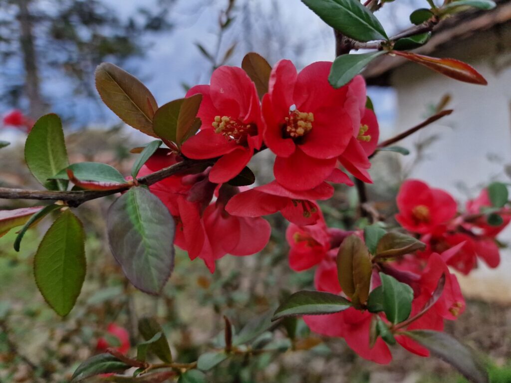 Danas su Cveti – običaji koji čuvaju tradiciju